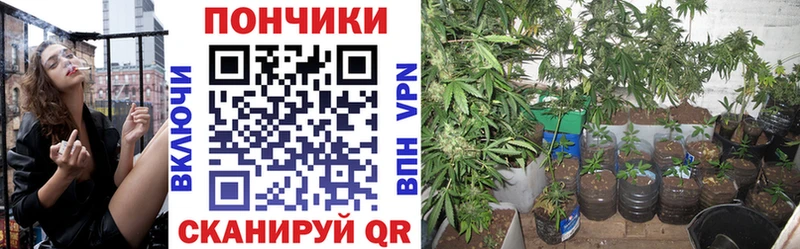 Купить где Александровское Каннабис ГИДРОПОН